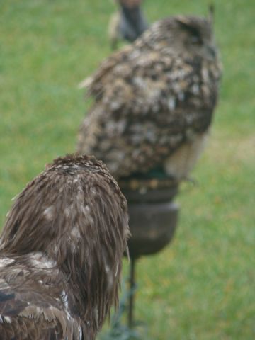 image035