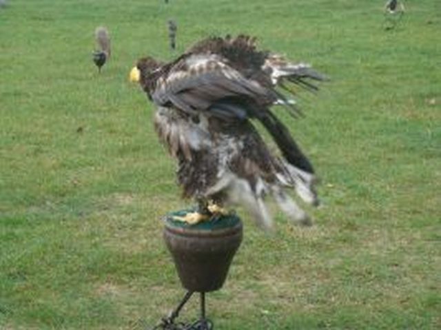 image038