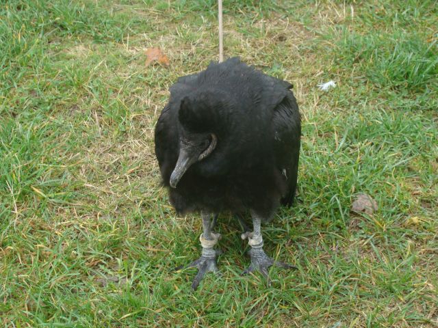 image004