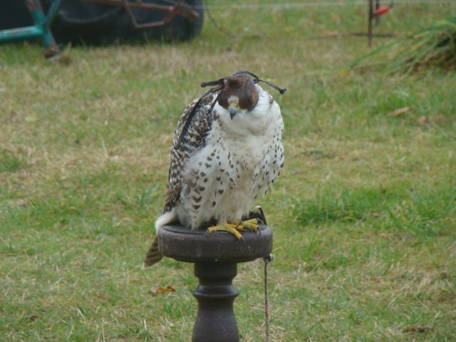image006
